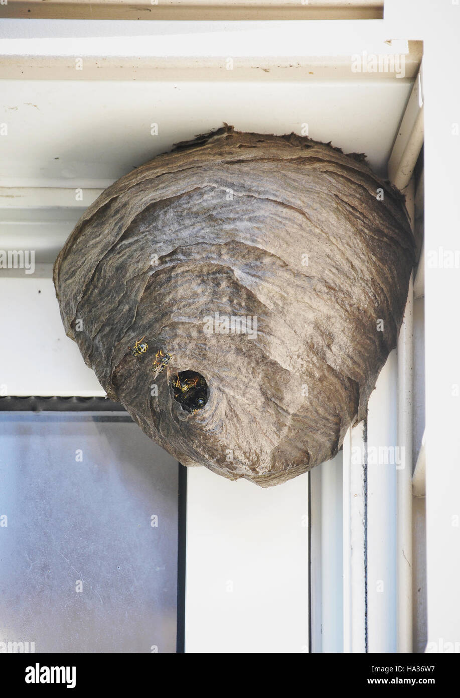 A huge bee hive nest is hanging from a house with bees coming in and out for a pest control or allergy concept. Stock Photo
