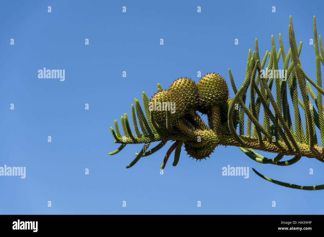 Female cones of Araucaria araucana, Monkey Puzzle Tree on background of blue sky. Stock Photo