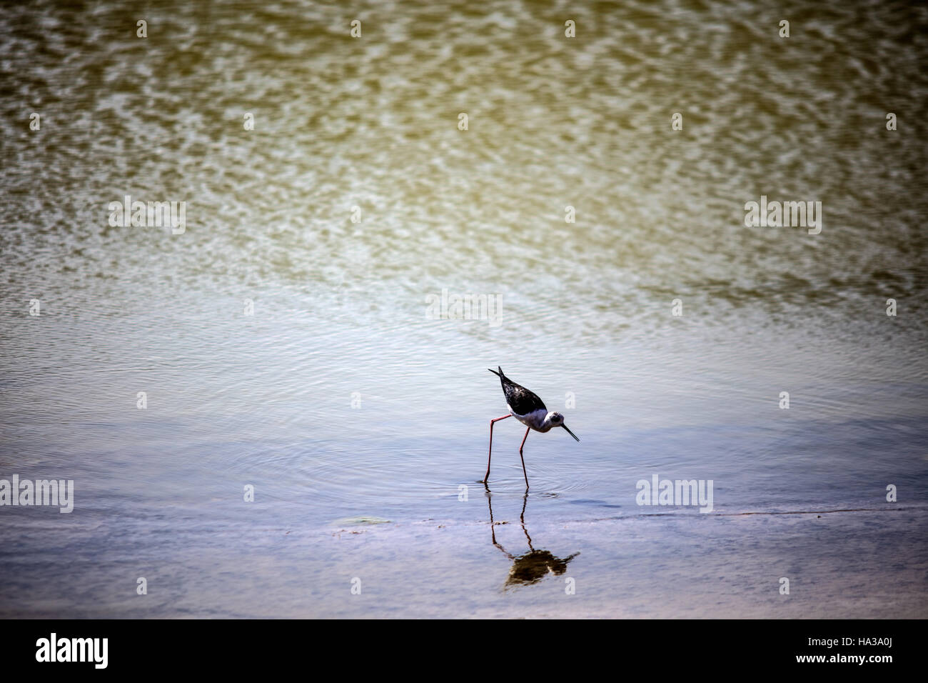 water bird walking Stock Photo