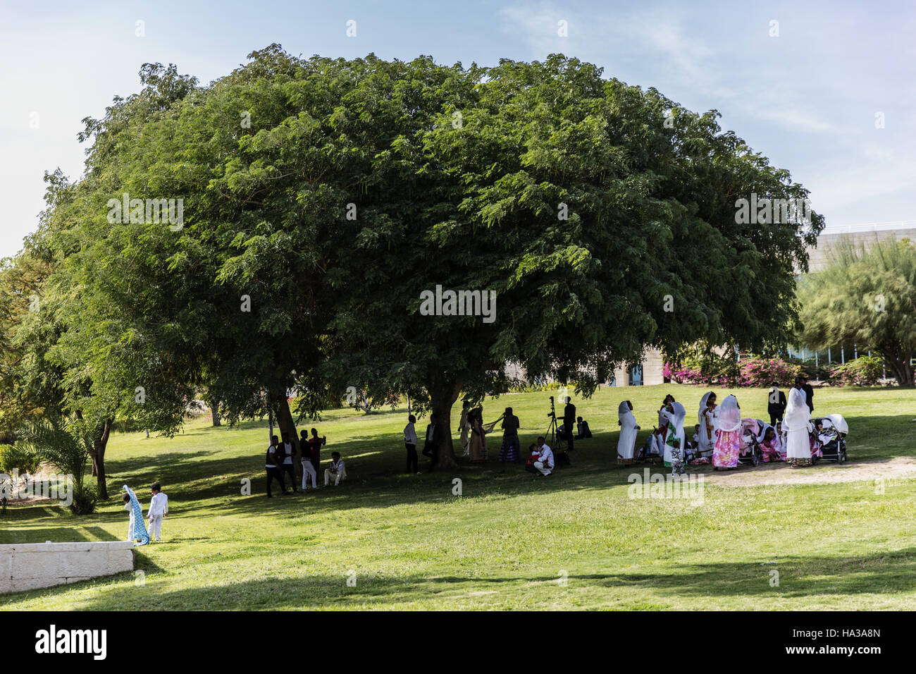 wedding, wedding photography in the park Stock Photo