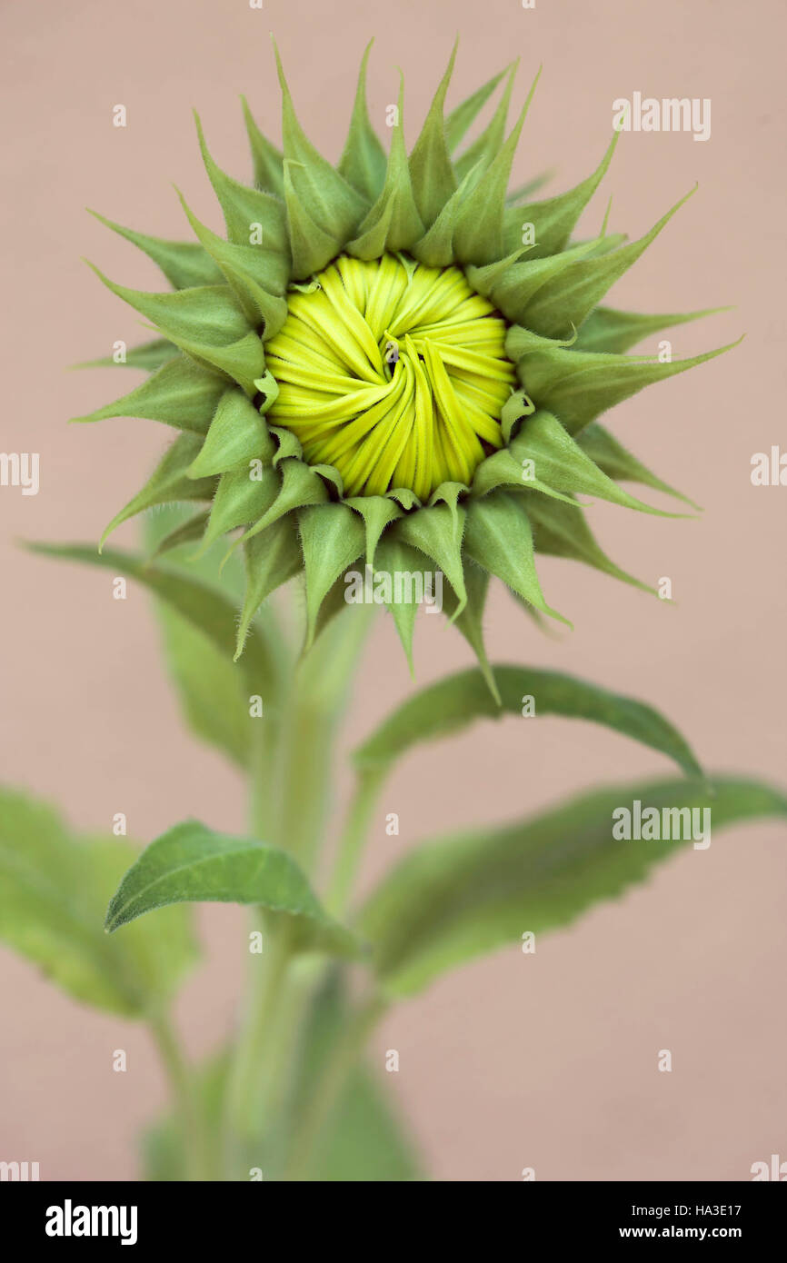 Not yet bloomed sunflower (Helianthus annuus), Germany Stock Photo