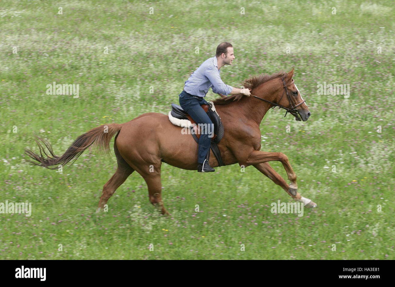 Horseman galloping hires stock photography and images Alamy