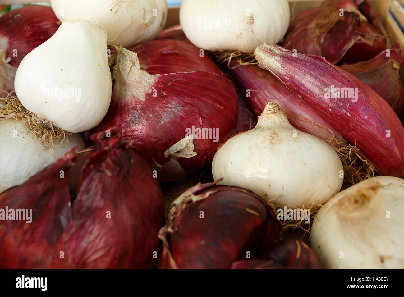 Various types of onions, weekly market, Fayence, Var, Provence-Alpes-Cote d'Azur, France Stock Photo