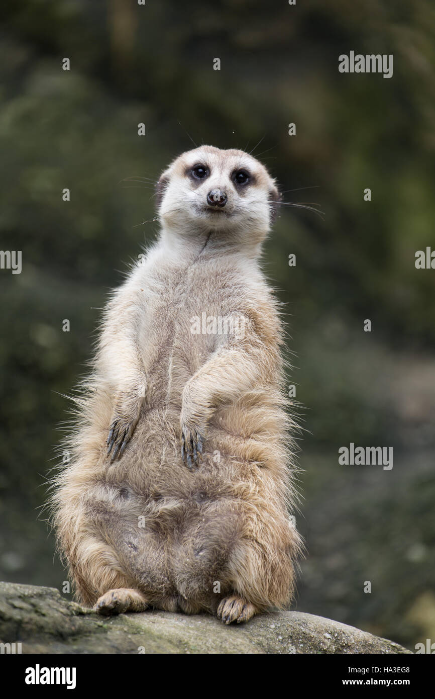 Tropical rodent hi-res stock photography and images - Alamy