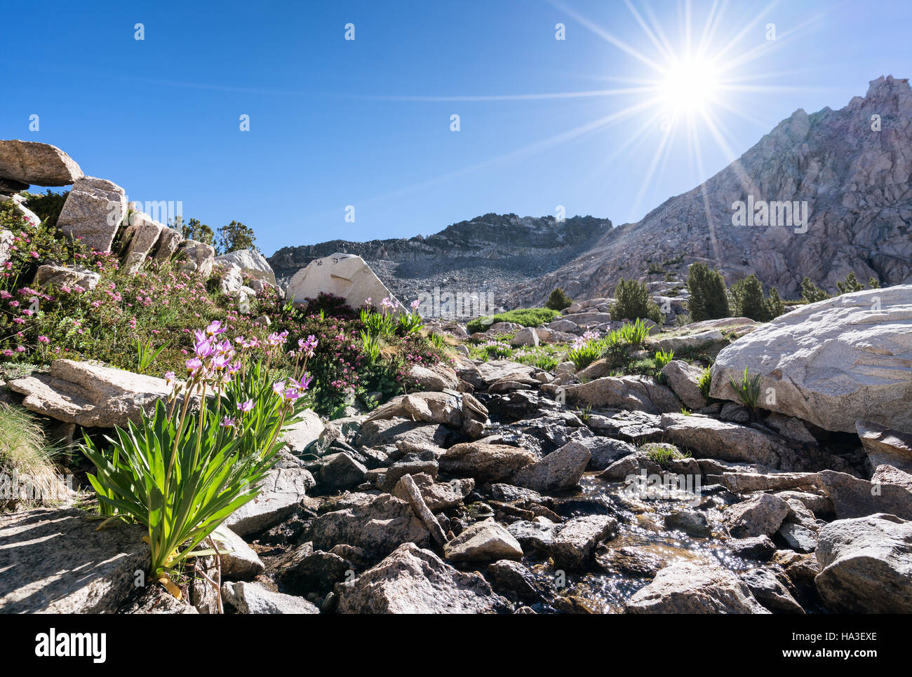 Blooming flowers along John Muir Trail, Kings Canyon National Park, California, United States of America, North America Stock Photo