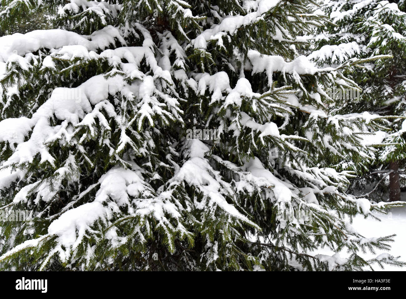 Coniferous branch covered with snow in a city park Stock Photo