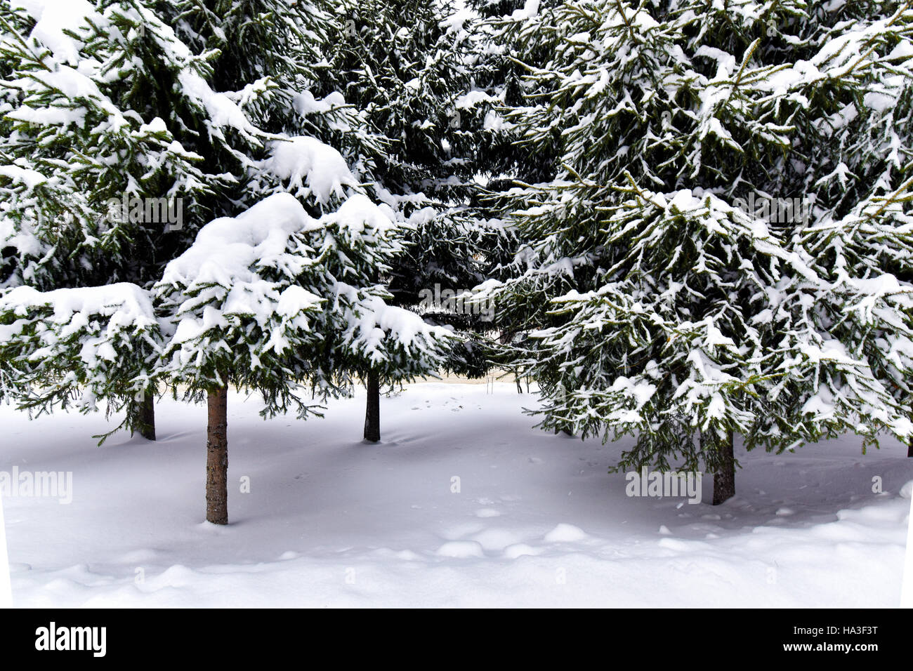 Coniferous branch covered with snow in a city park Stock Photo