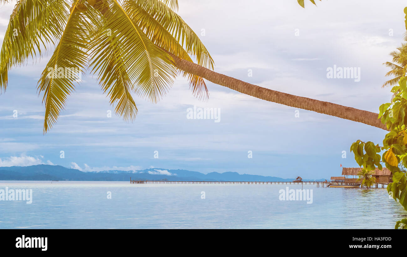 Coconat Palm on Kri Island, Homestay and Pier in Background. Raja Ampat, Indonesia, West Papua Stock Photo