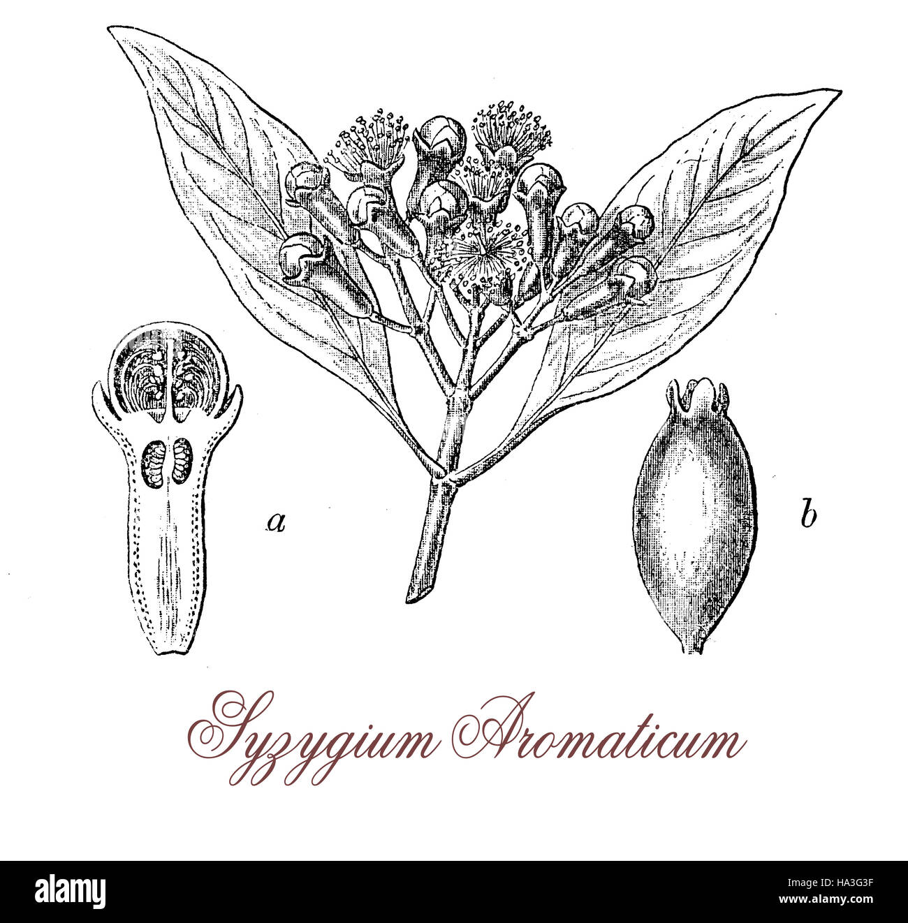 Clove is an evergreen spice native to Indonesia, the flowers turn