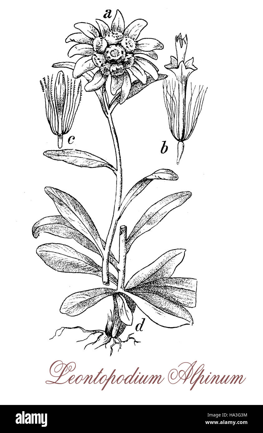 Featured image of post Edelweiss Botanical Drawing Lavandula x intermedia edelweiss bears large intensely fragrant white flowers over a long period