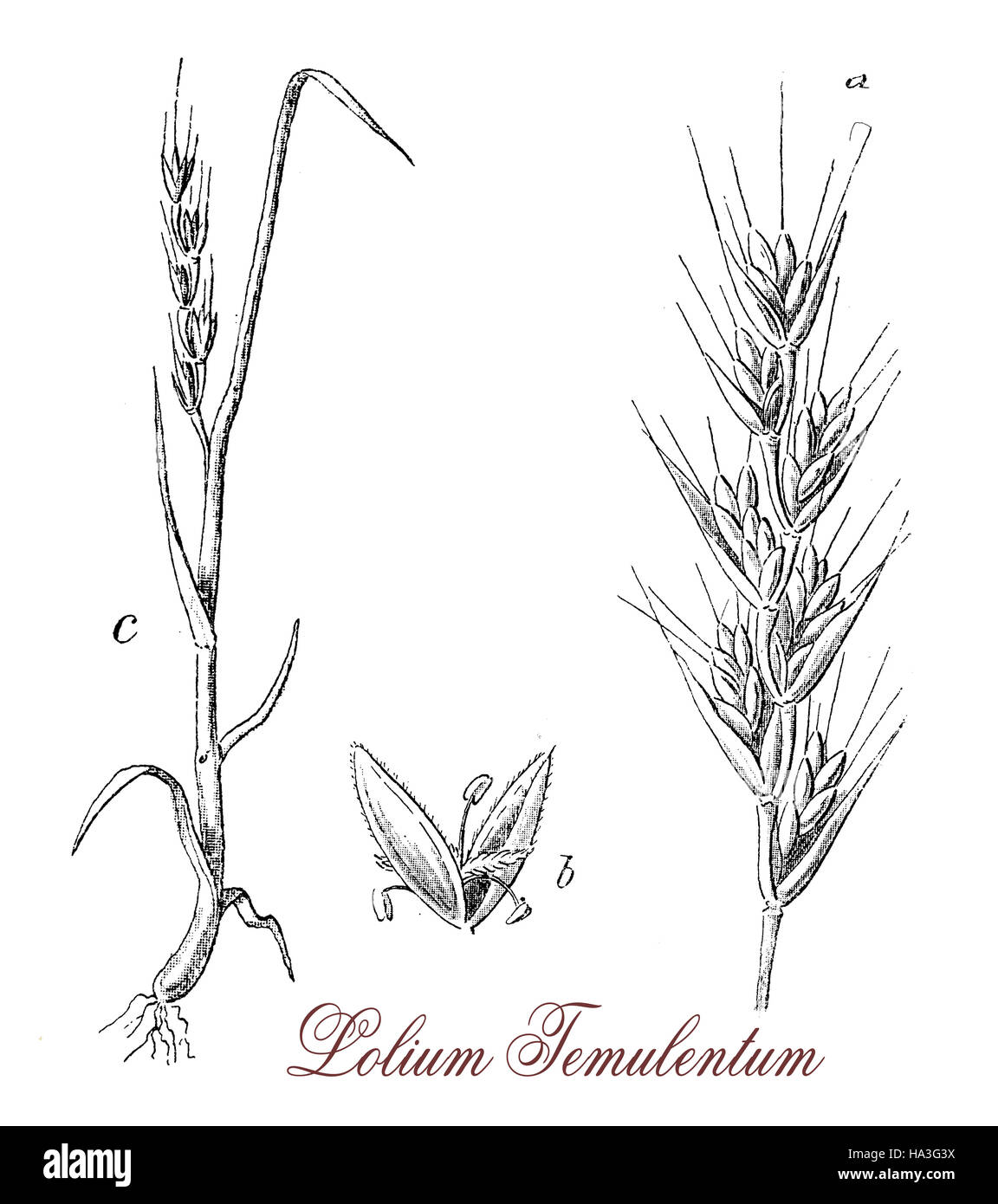 Lolium temulentum or Poison darnel is a weed very similar to wheat, but the ears are different and the grains are purple. It can easily infected by funguses and becomes toxic. Mithridates was supposed to used darnel every day to render himself immune to poisoning. Stock Photo