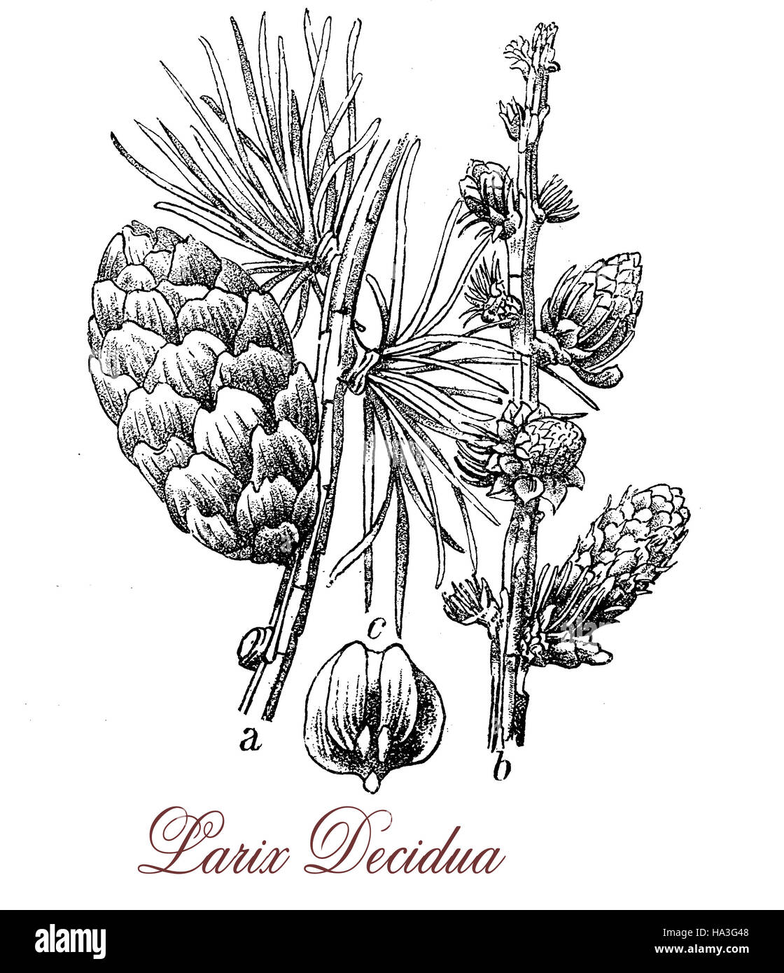 European larch is deciduous coniferous tree with needlelike leaves