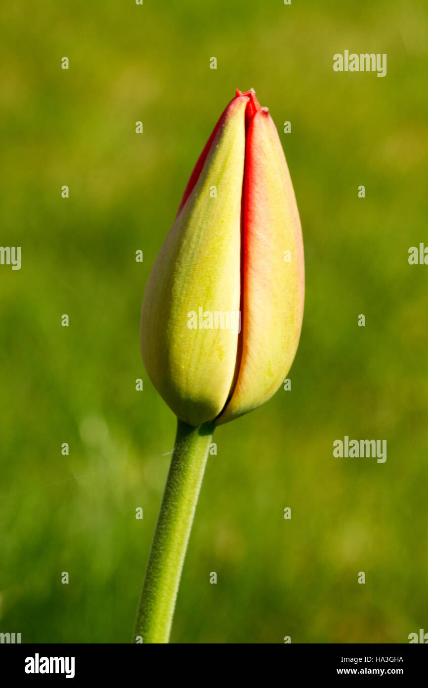 Single tulip on the light green natural background Stock Photo - Alamy