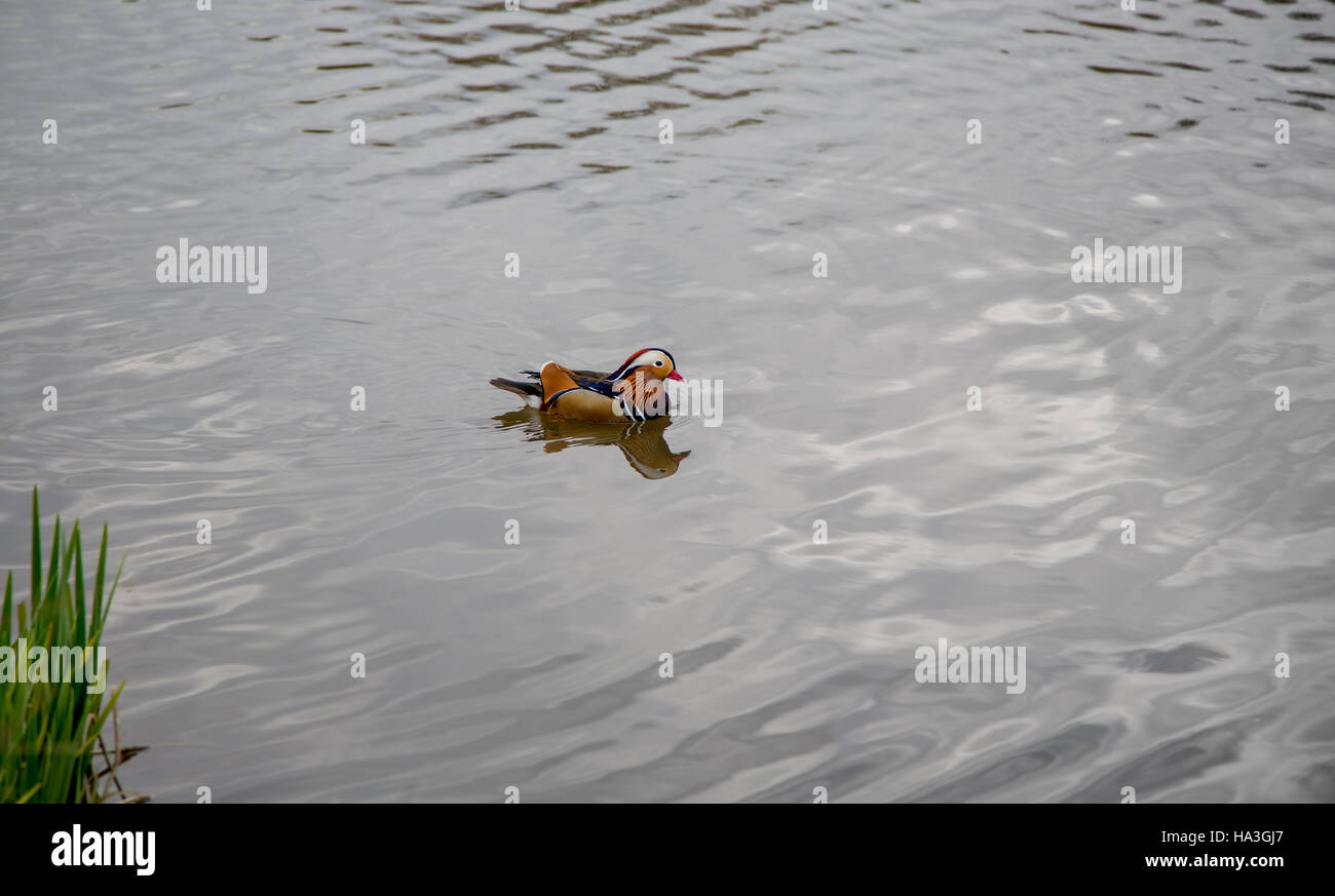 Duck with reflection hi-res stock photography and images - Alamy