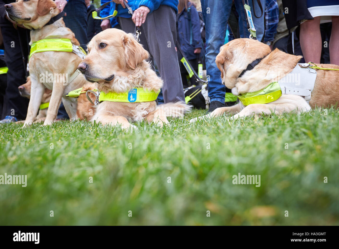 Guide Dogs For The Blind High Resolution Stock Photography and Images