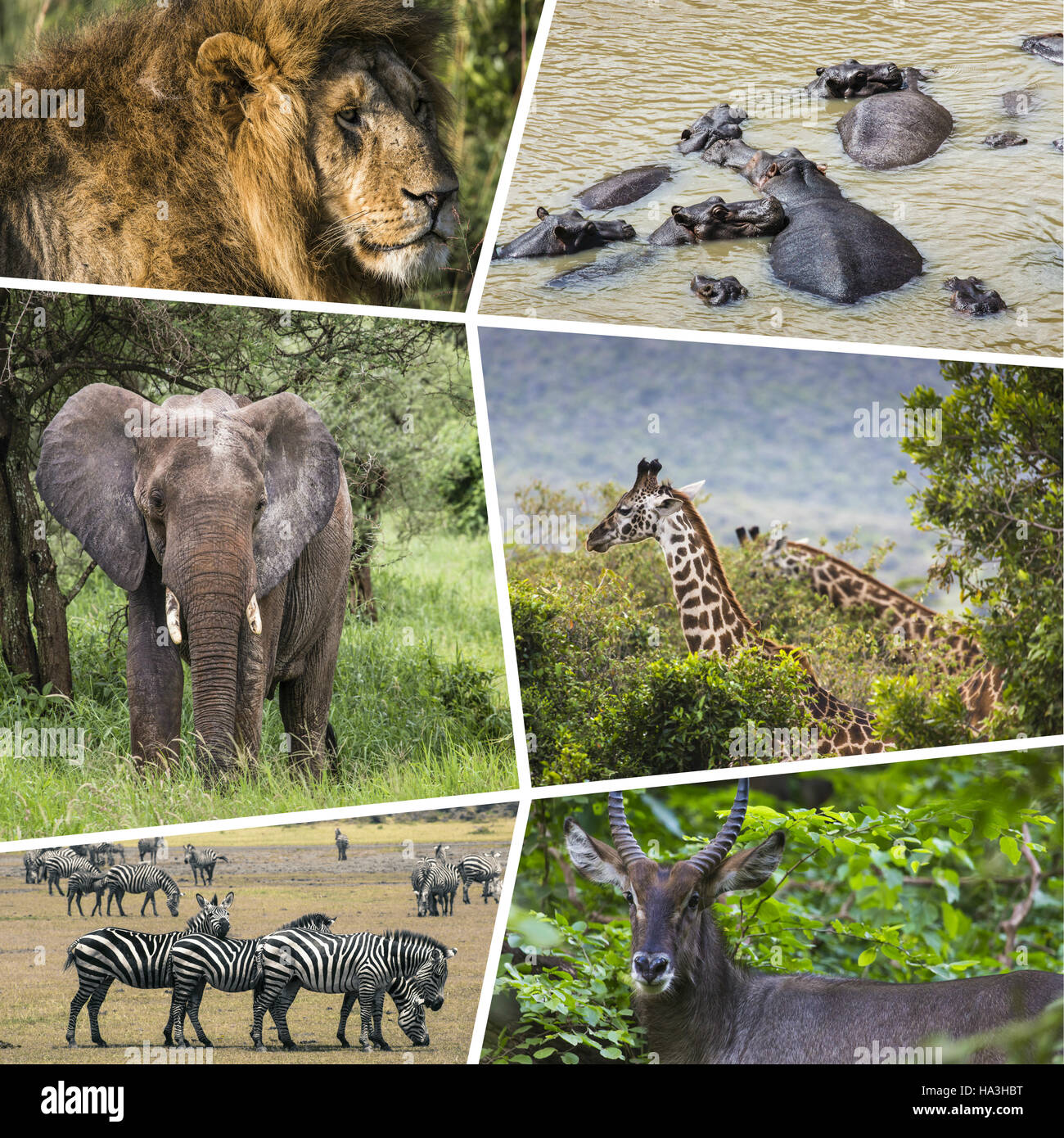 Collage of Animals from Tanzania - travel background (my photos Stock ...