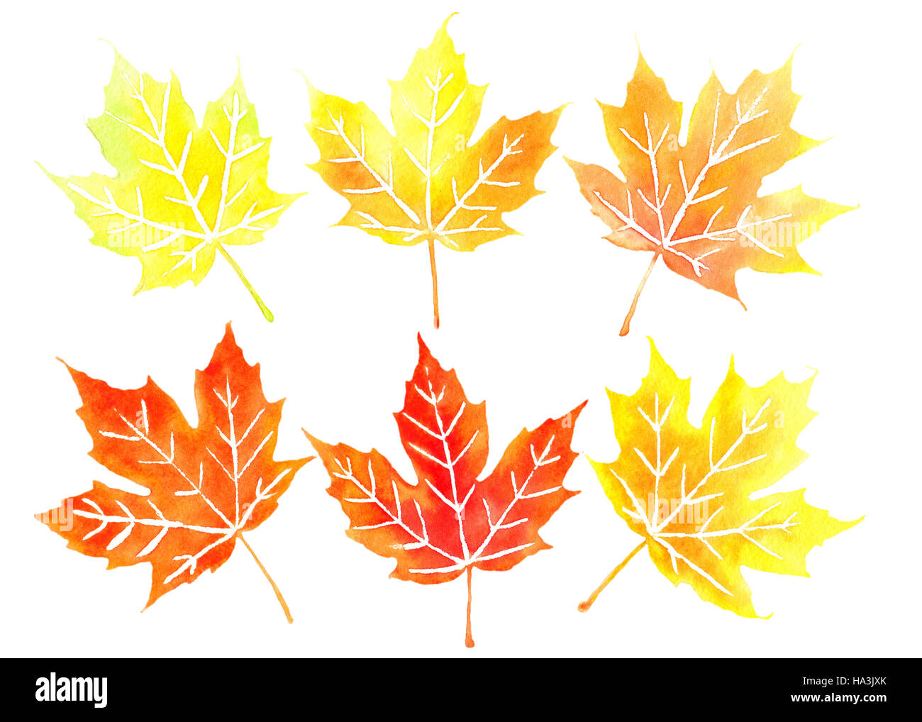 Real Leaf Canada Flag - Selective Colour Stock Image - Image of