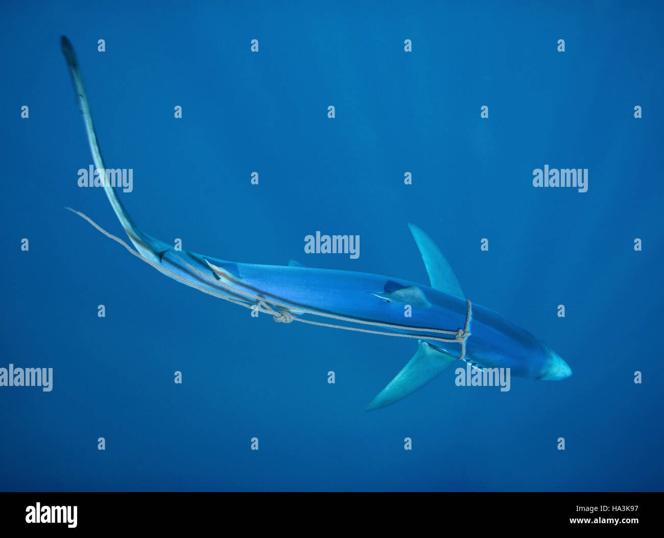 Blue shark, Prionace glauca. Entangled on nylon rope. Azores, Portugal Stock Photo