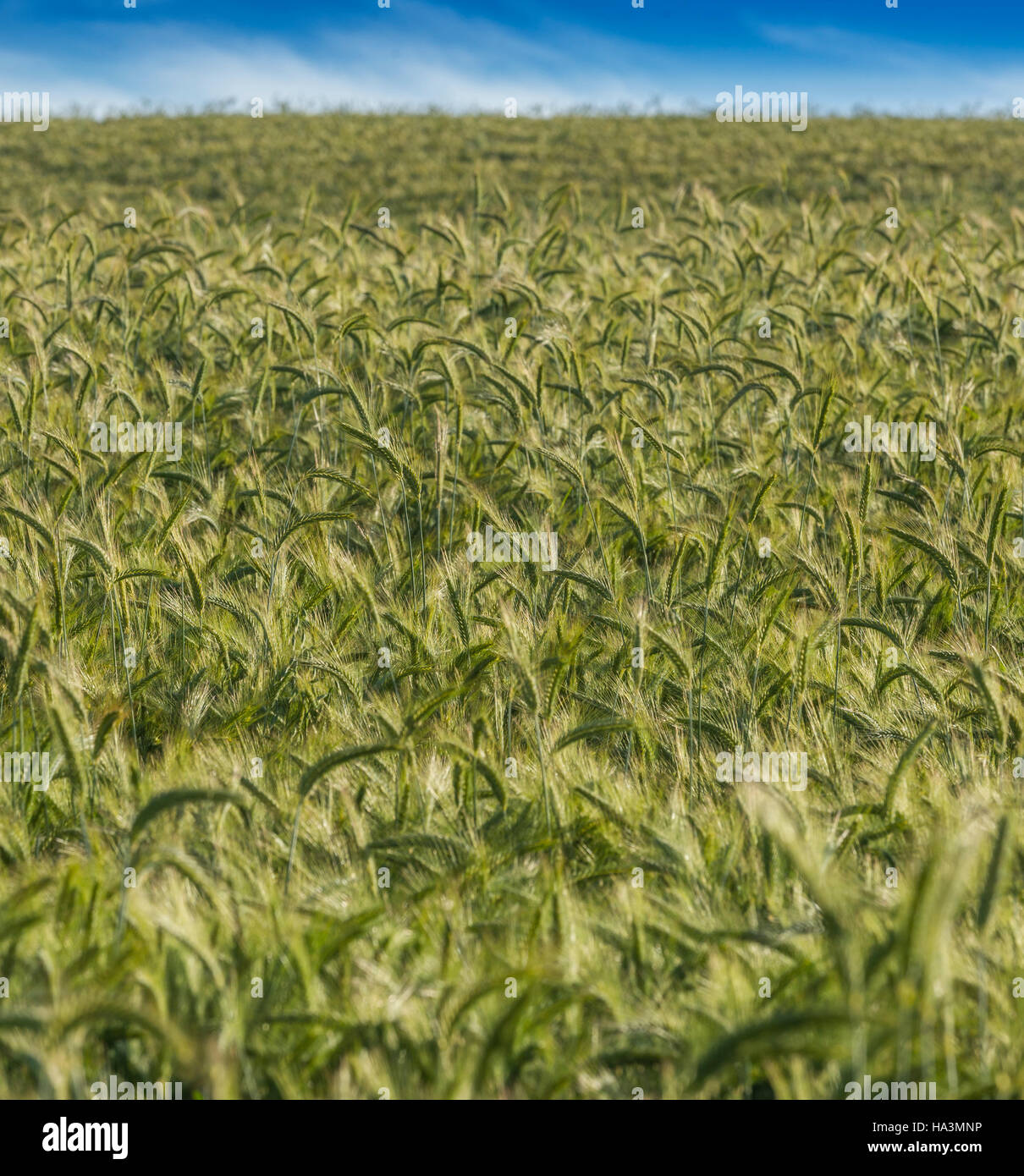 Plantations of wheat Stock Photo