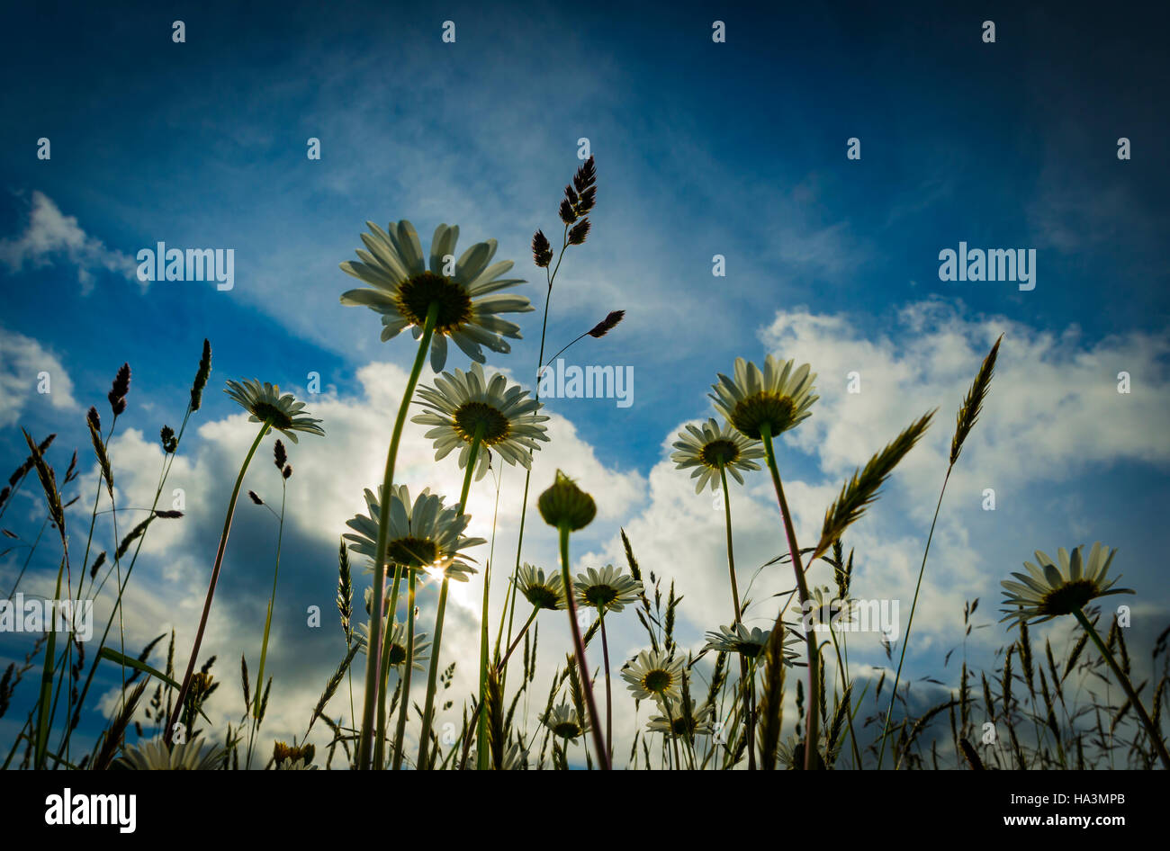 Flowers Margaritas Stock Photo