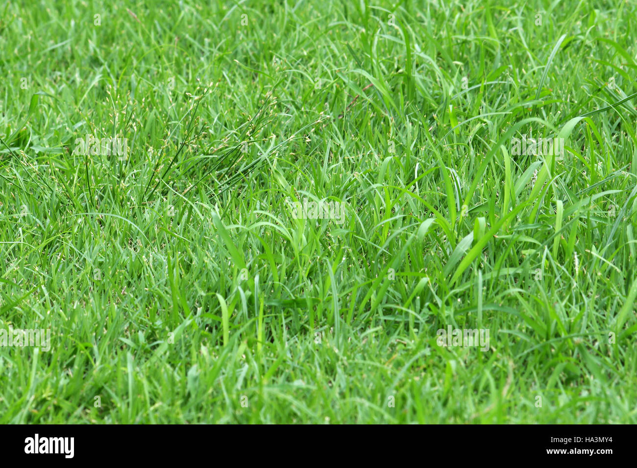 green grass background Stock Photo - Alamy