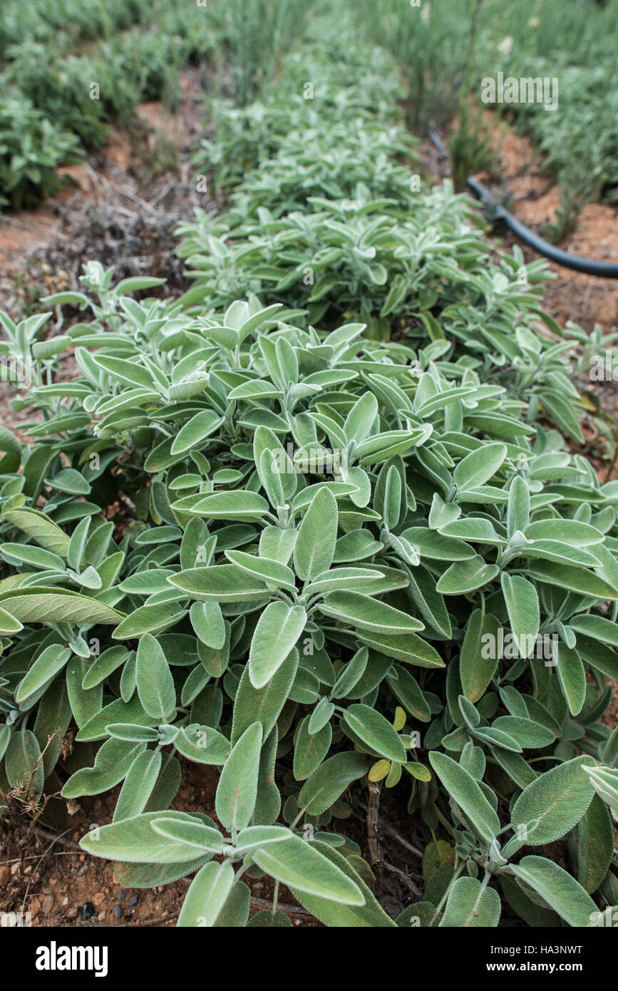 Sage spice plantations on a rows Stock Photo Alamy