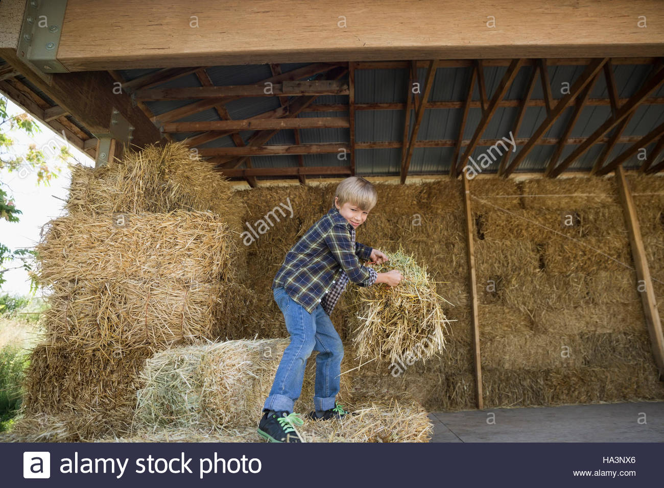 Boy lifting hay bale in barn Stock Photo Alamy