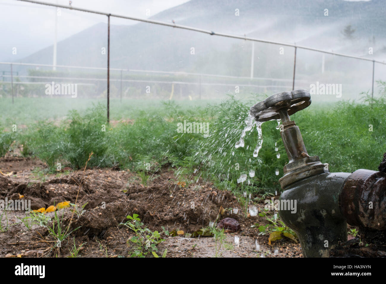 Agriculture pipes and tap water for watering plants Stock Photo Alamy