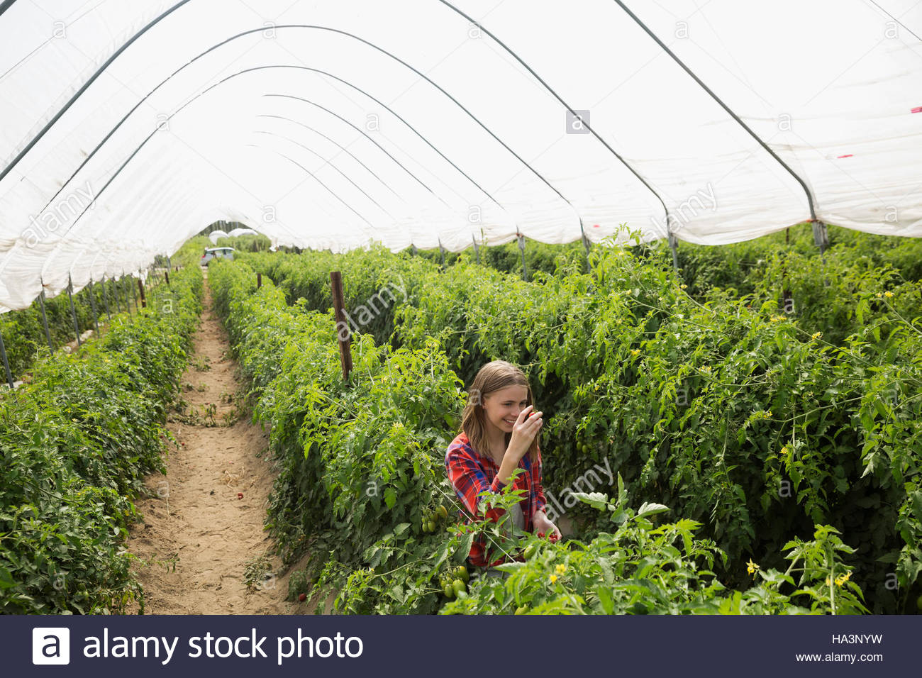 Girl picking tomatoes in greenhouse Stock Photo - Alamy