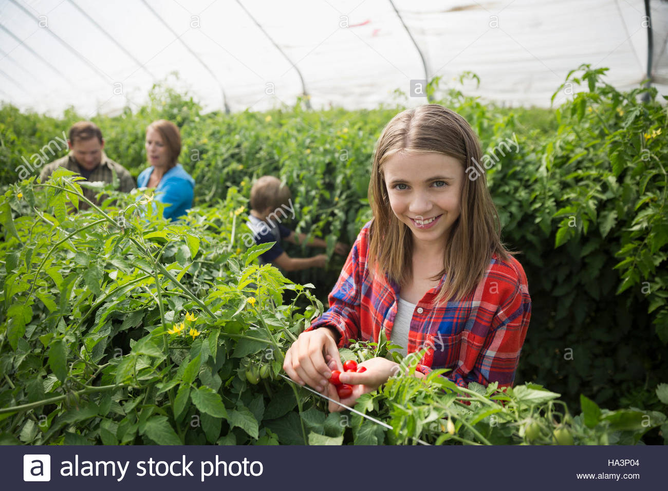 Portrait smiling girl picking tomatoes in greenhouse Stock Photo - Alamy