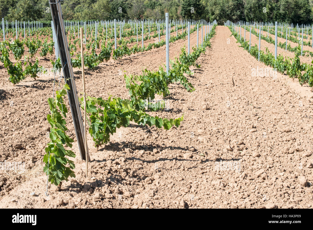 Young vines in rows Stock Photo