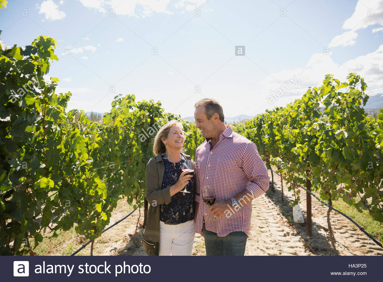 Senior couple wine tasting drinking red wine in sunny vineyard Stock Photo