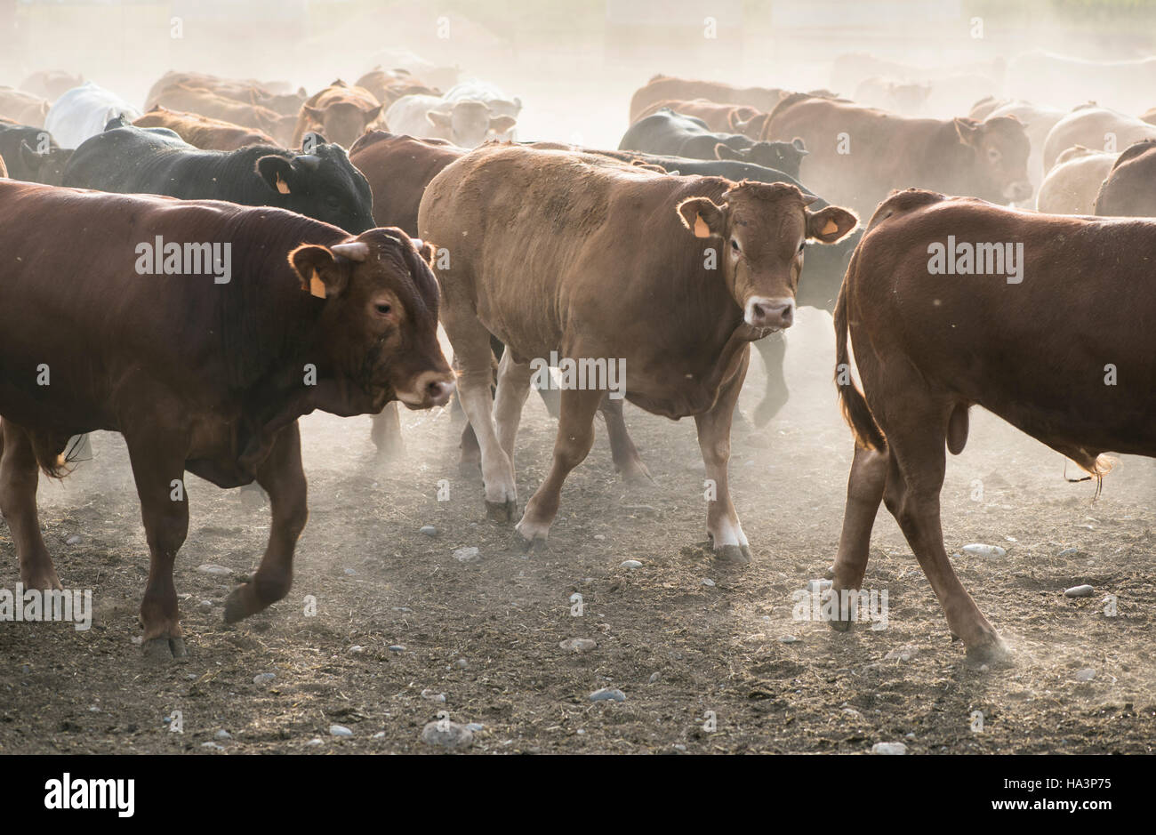 Calves in farm for veal Stock Photo Alamy