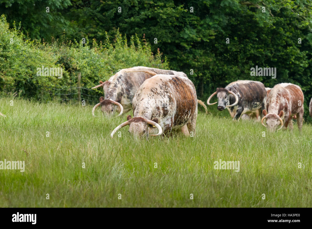 English longhorn cattle grazing hi-res stock photography and images - Alamy