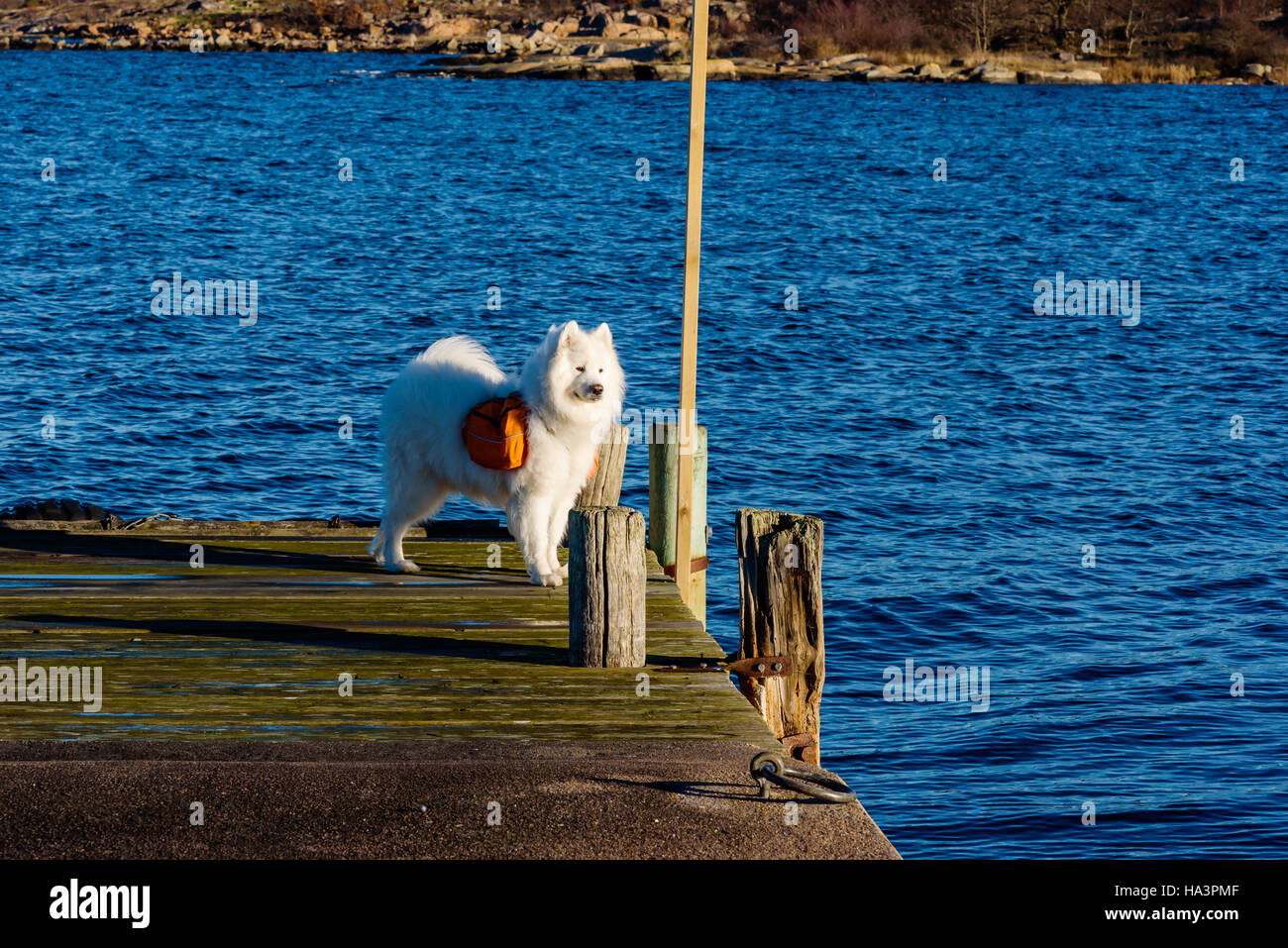White and furry Samoyed working dog walking on windswept pier wearing an orange backpack. Stock Photo