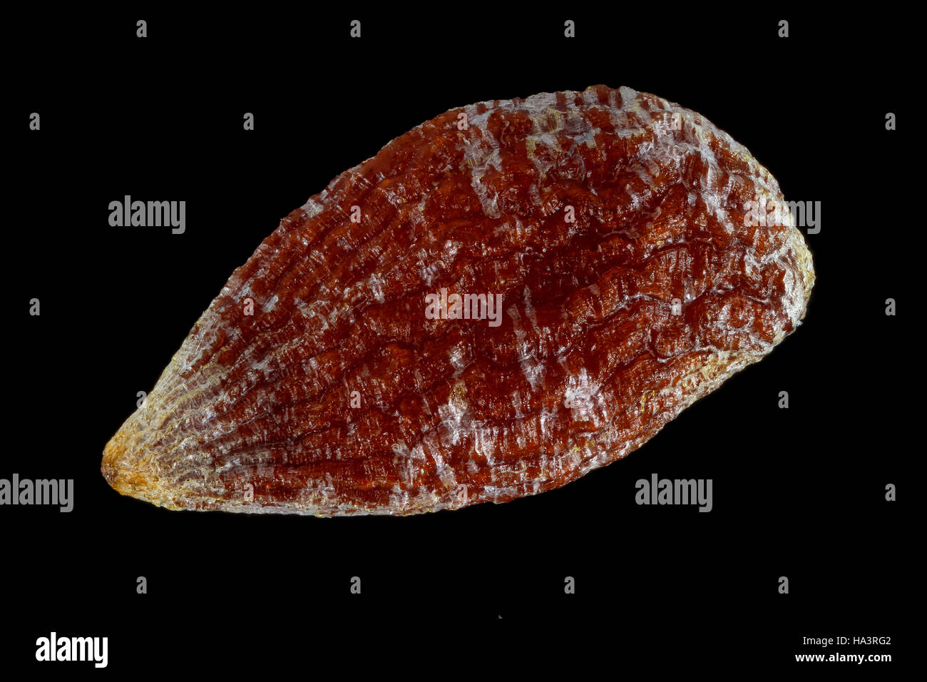 Ananas comosus, Pineapple, Ananas, seed, close up, seed size 4 mm Stock Photo
