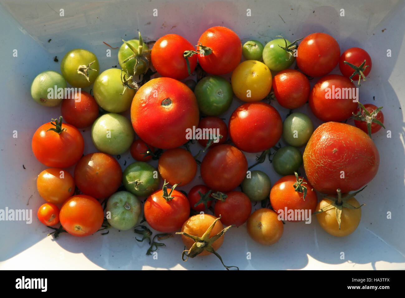a rectangular bowl of colourful fruit - red and green tomatoes Stock Photo