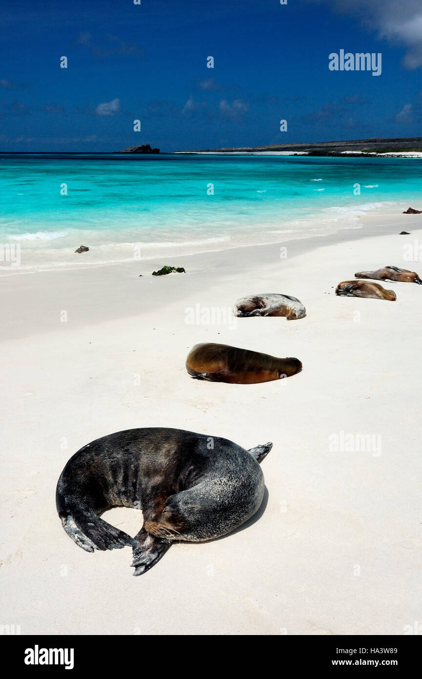 Galapagos Sea Lions (Zalophus wollebaeki), soaking up the sun, Hood