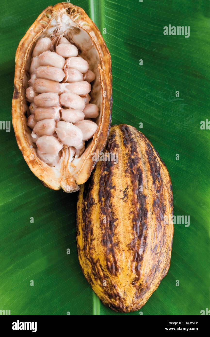 Opened Cocoa fruit Stock Photo Alamy