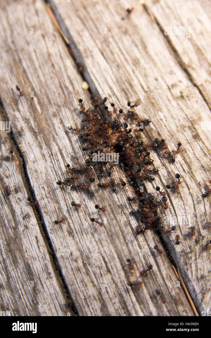 Colony of Red Head Ants also Fire Ants (Solenopsis invicta), clustering around a crack in wood, Tremiti Islands, Italy, Europe Stock Photo