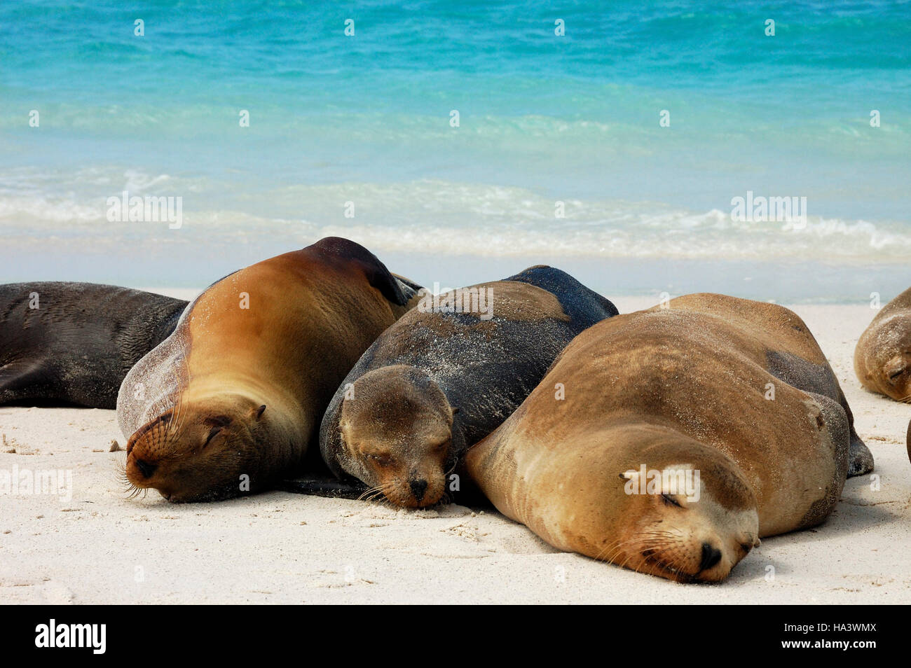 Galapagos Sea Lions (Zalophus wollebaeki), huddled together, Hood