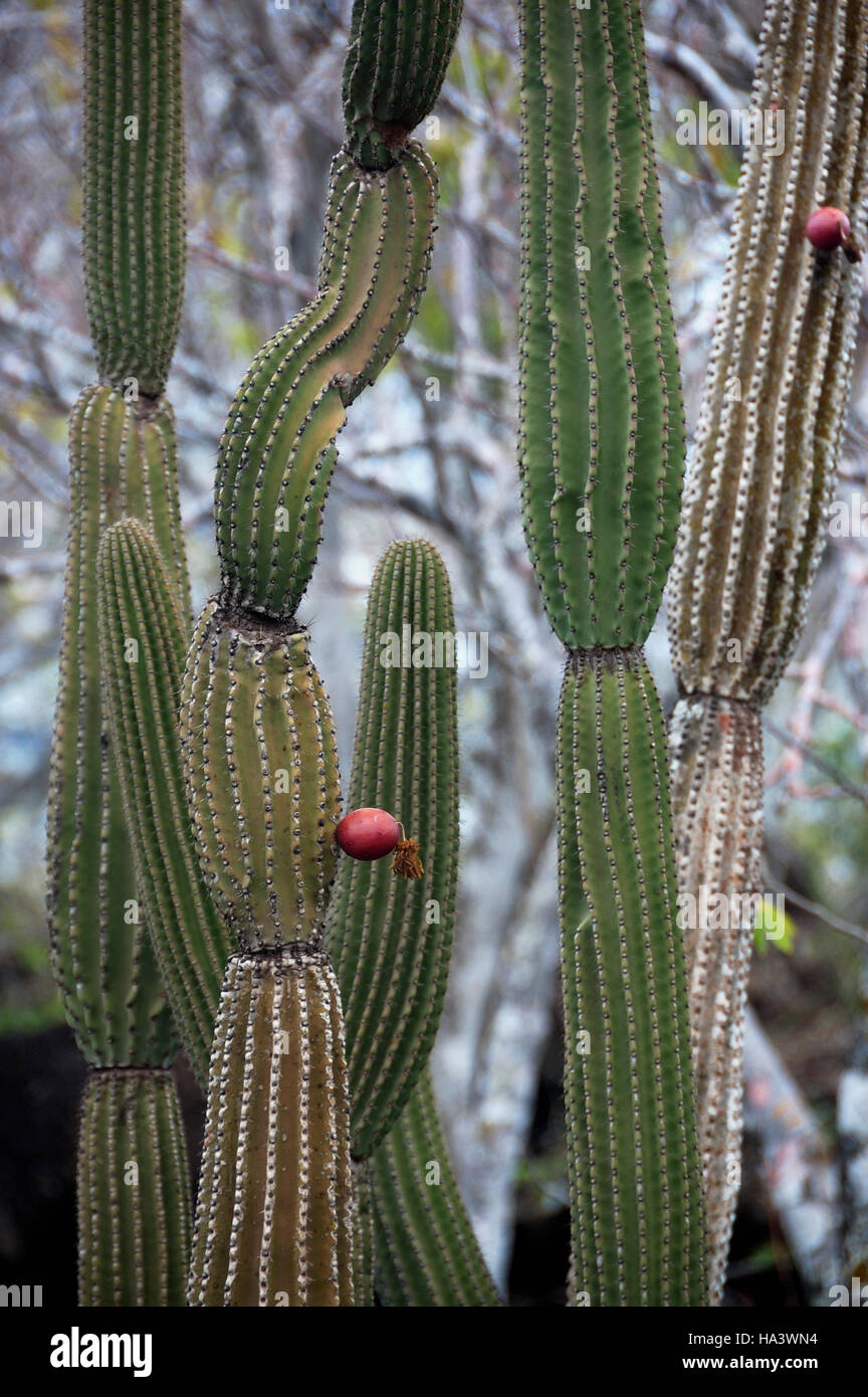 Candelabra Cactus (Euphorbia lactea or Jasminocereus thouarsii var sclerocarpus), Galapagos Islands, Ecuador, South America Stock Photo