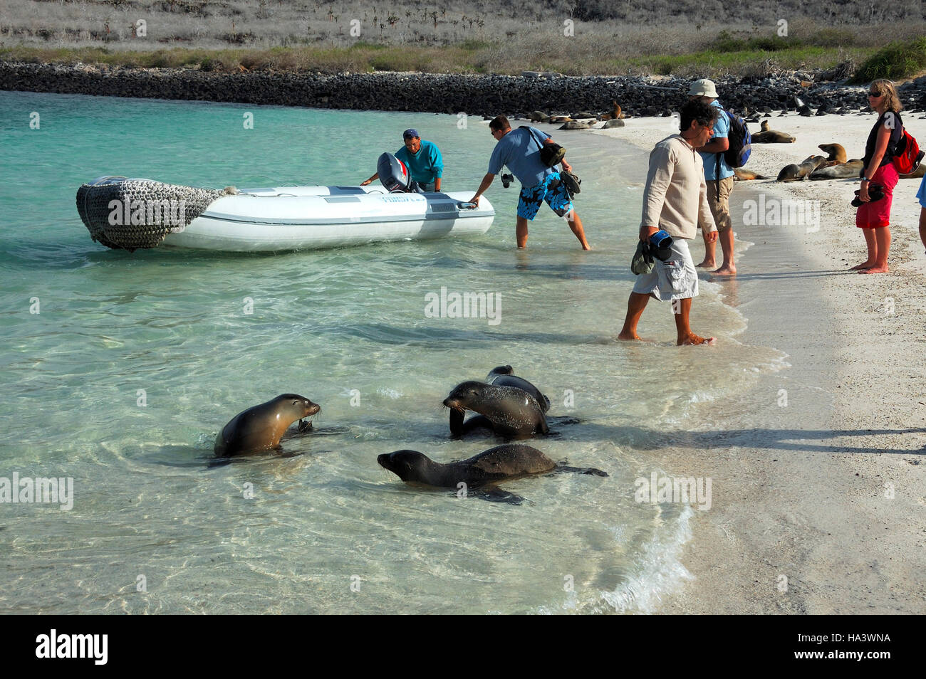 Tourists and Galapagos Sea Lions (Zalophus wollebaeki), Galapagos Islands, Ecuador, South America Stock Photo
