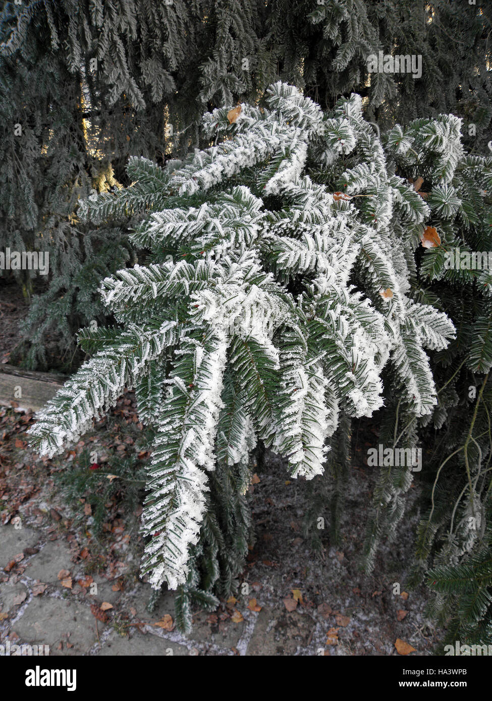 First winter day in the countryside,Croatia,Europe,1 Stock Photo