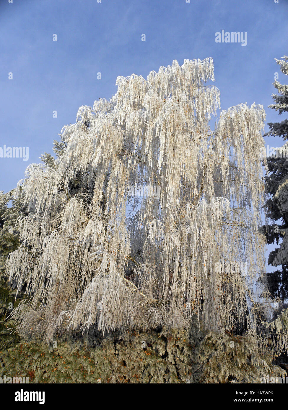 First winter day in the countryside,Croatia,Europe,2 Stock Photo