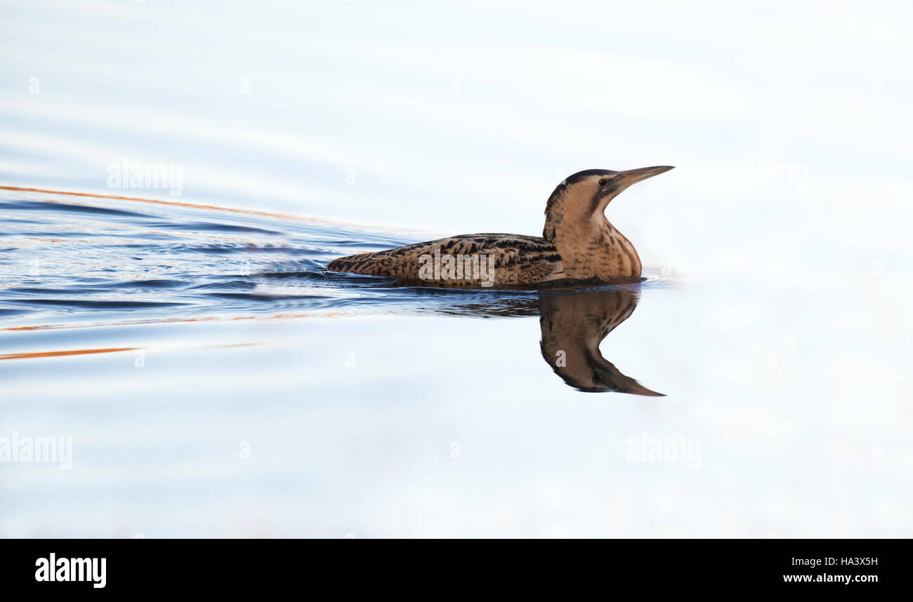 Unusual sight of a Bittern (Botaurus stellaris) swimming between reedbeds in Suffolk Stock Photo