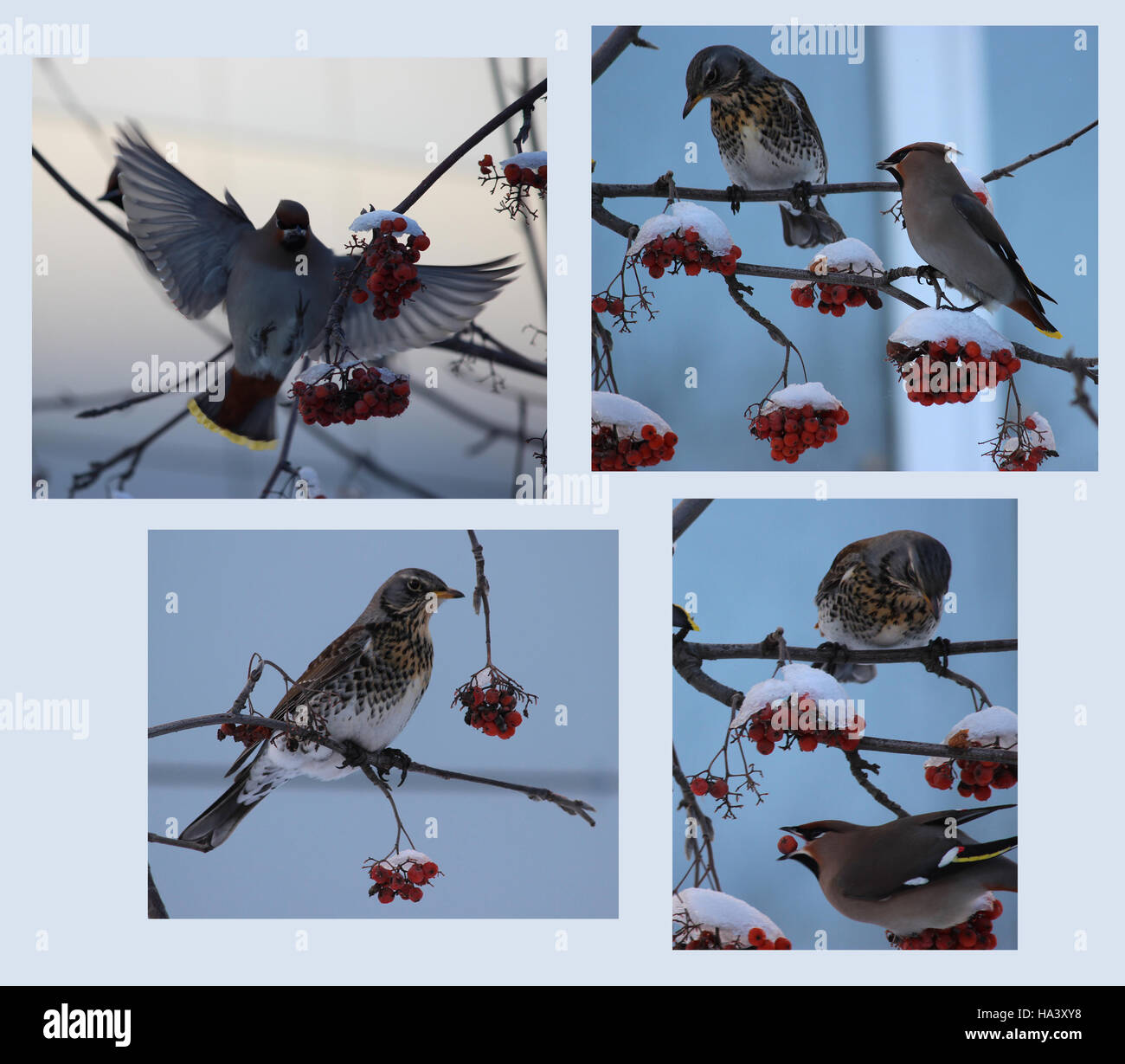 collage with winter birds eating red berries background Stock Photo Alamy