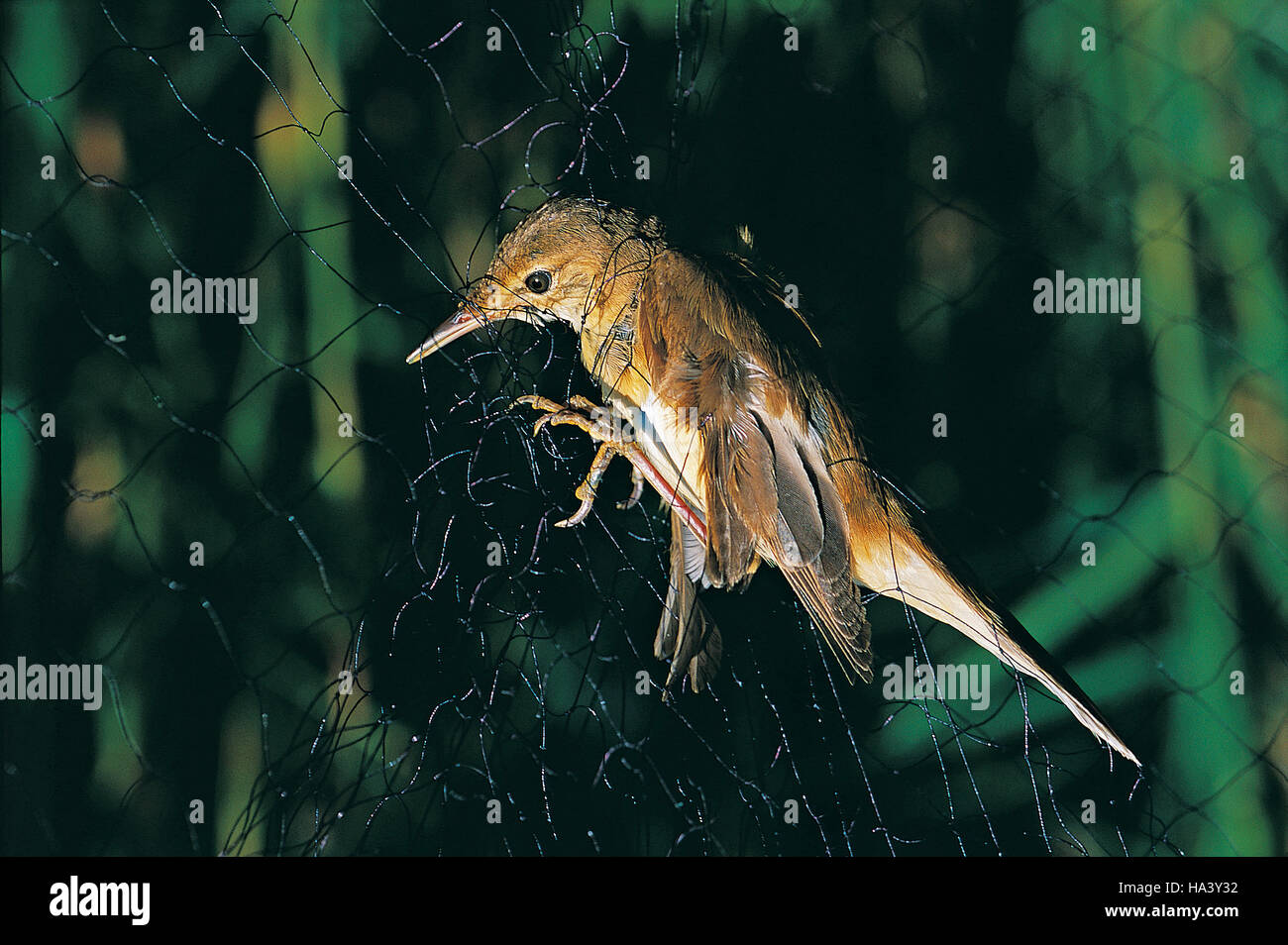 Reed warbler (Acrocephalus scirpaceus) in the net of a bird ringing station at Lake Trasimeno, Magione, Umbria, Italy Stock Photo