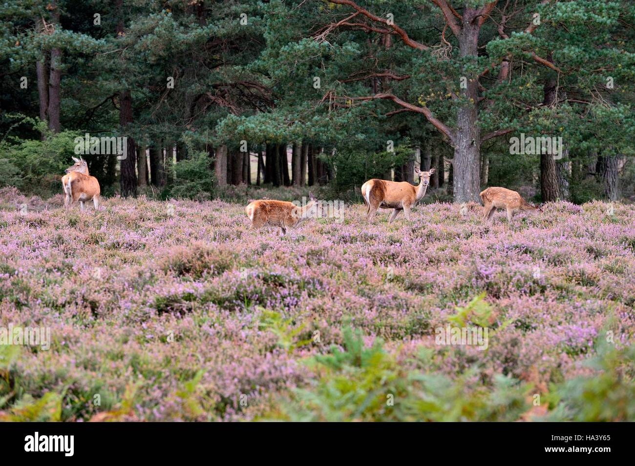 Wild Deer keep a look out grazing amongst the flowering heather Stock