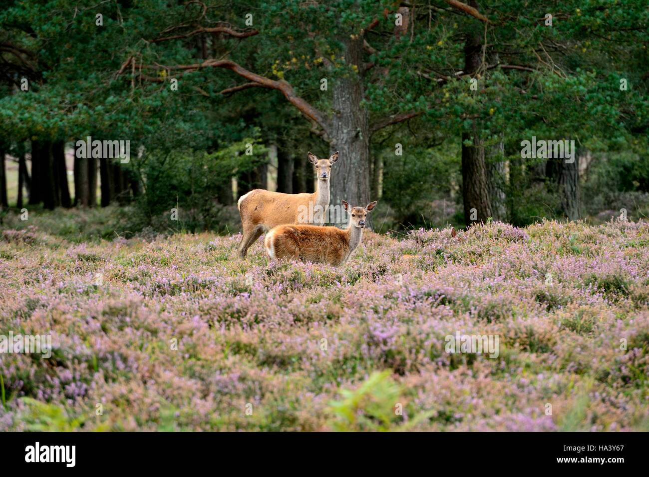 Wild Deer keep a look out grazing amongst the flowering heather Stock Photo